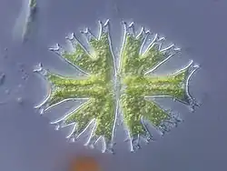 Micrasterias furcata [Micrasterias radiata]