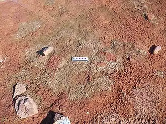 Grüne Färbung durch Mikroben am Crystal Geyser.