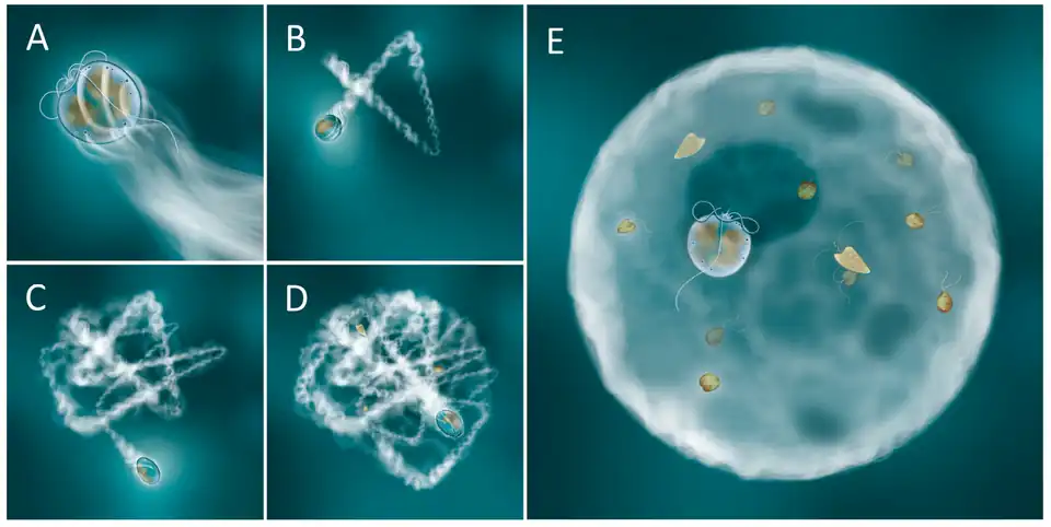 Vorgeschlagene Reihenfolge der Ereignisse, die zur Bildung der Schleimfalle durch P. pervagatum führen.