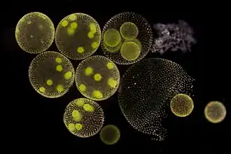 Die gleiche Szene als Dunkelfeld-Aufnahme.