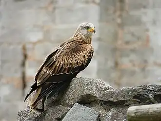 Rotmilan (Red kite)