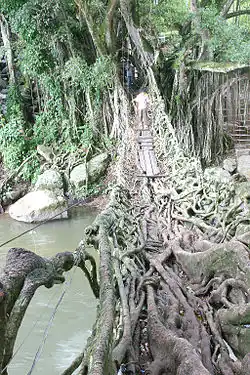 Hängebrücke aus Wurzeln in Sumatra