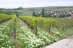 Minimalschnitt-Spaliererziehung nach dem Austrieb