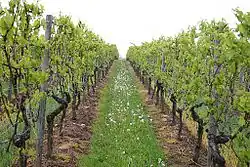 Minimalschnitt-Spaliererziehung nach dem Austrieb – Blauer Portugieser