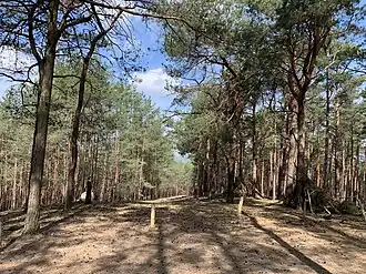 Blick vom Kahlen Berg nach Motzen