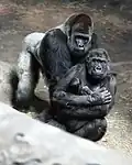 Gorillafamilie