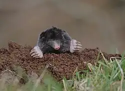 2020 Europäischer Maulwurf