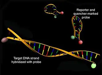 Struktur von Molecular Beacons vor (oben) und nach Hybridisierung mit einer Ziel-DNA (unten) unter Zunahme der Donorfluoreszenz (grün)