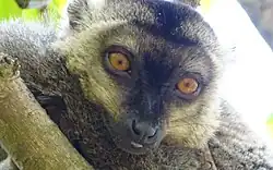 Mongozmaki Eulemur mongoz[16]