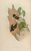 Doryfera ludoviciae ludoviciae illustriert von John Gould und Henry Constantine Richter