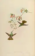 Amazilia Ocaí illustriert durch John Gould und Henry Constantine Richter (1821–1902)