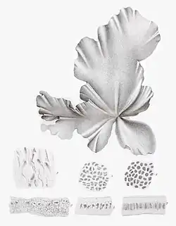 Die schwarz-weiße Zeichnung zeigt ein unregelmäßiges Blatt und mehrere Detailansichten von Zellanordnungen.