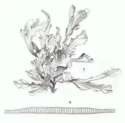 Die schwarz-weiße Zeichnung zeigt einen Algenthallus, der sich in zahlreiche unregelmäßige Blätter verzweigt.