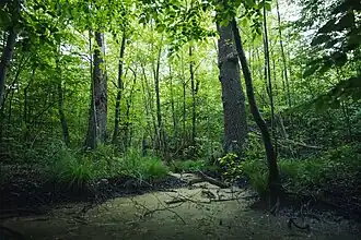 Moor bei Waldrogäsen