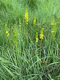 Seltene Moorlilie (Narthecium ossifragum) – in der Hildener Heide noch häufiger anzutreffen