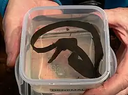 Ein Fundstück aus Leder