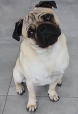 Beiger Mops mit schwarzer Maske