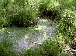 Quellgebiet des Johannesbächleins