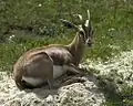 Gazelle