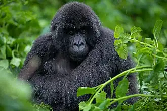 Berggorilla (Gorilla beringei beringei)