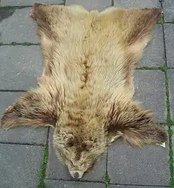 Berg-Grizzly (Alaska)