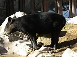 Bergtapir