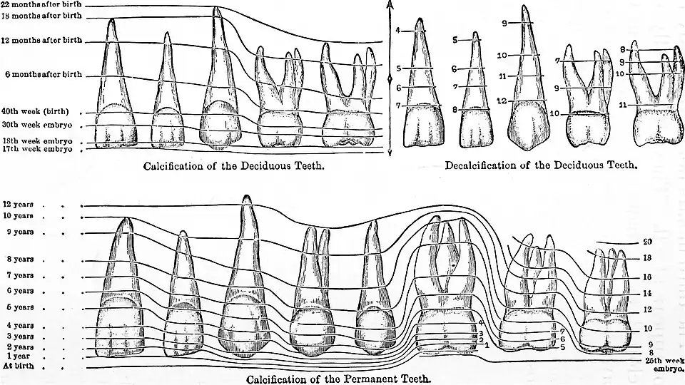 Graphische Darstellung der Zahnentwicklung