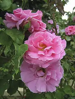 ‘Mrs Norman Watson’, Alister Clark, 1930