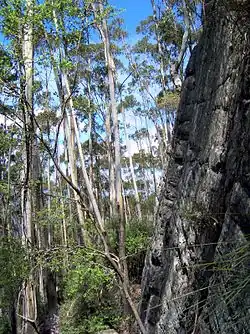 White Ash (Eucalyptus fraxinoides) und Sandsteinfelsen unterhalb des Mount Imlay