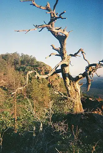 Am Gipfel des 2447 Meter hohen Mount Trumbulls