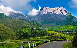 Berge und Teeplantagen bei Munnar