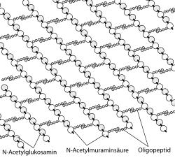 Abb. 3: Schematische Darstellung der Mureinschicht (Peptidoglycan) von gramnegativen Bakterien