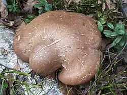 Birkenporling auf einer gefallenen Birke, deutlich sichtbar der Buckel am Hutansatz