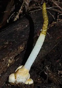 Reifer Fruchtkörper