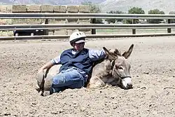 Streicheln eines Esels zur Beruhigung und Entspannung in einem Correctional Center