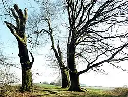 Die 3 Rotbuchen im März