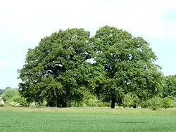 Naturdenkmal Eichengruppe in Suthfeld