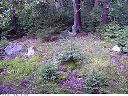 Großsteingrab Harlingen 2