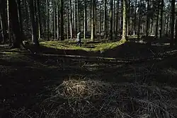 Großsteingrab Heinschenwalde Fpl. 39