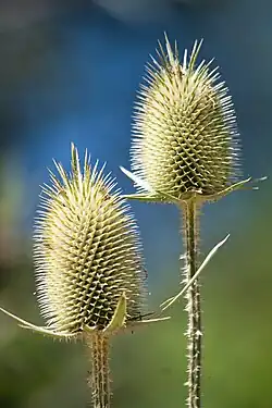 Wilde Karde, Dipsacus fullonum