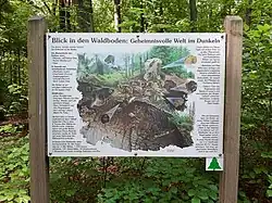 Waldboden