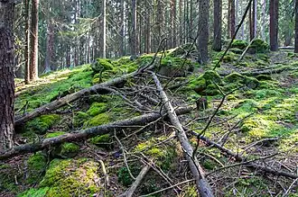 Totholz im Pluhův bor