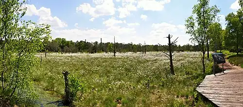 Lehrpfad Hochmoor, Scheiden-Wollgras (Eriophorum vaginatum) mit weißen Fruchtständen