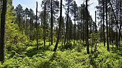 Spirken und Fichten im Waldbereich des Schönleitenmoos