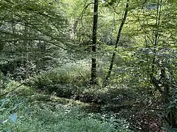 Auwald am Alemigsiefen