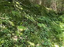 Stark bemooster Waldboden mit Rippenfarn