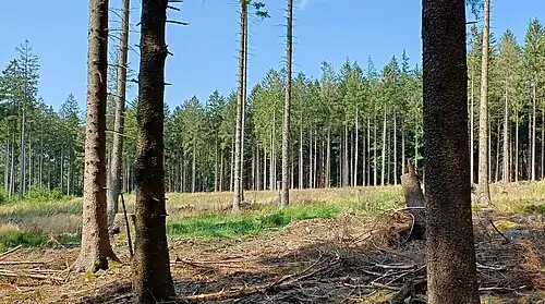 Rückführung zum naturnahen Wald