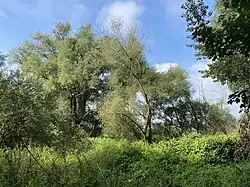 Dicht bewachsenes Zentrum des NSG