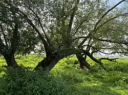 Alte, gebrochene Weide