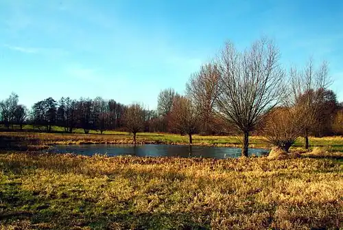 Künstlich angelegtes Feuchtbiotop im Naturschutzgebiet